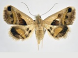 Acantholipes circumdata
